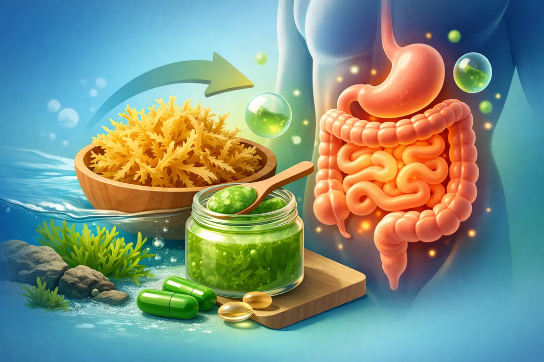 Sea Moss for Digestion Support: Does It Help?